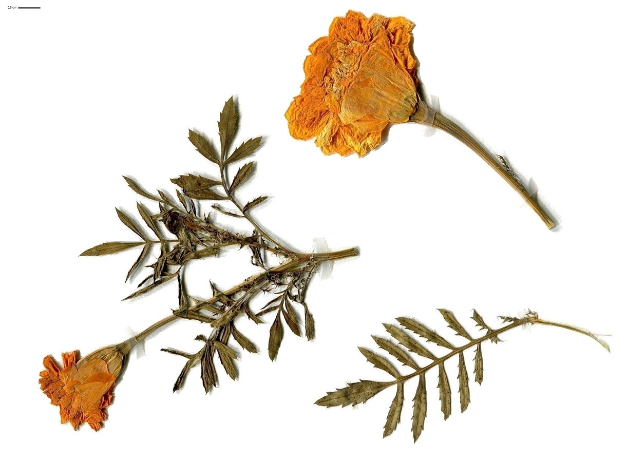 Tagetes erecta (Asteraceae)